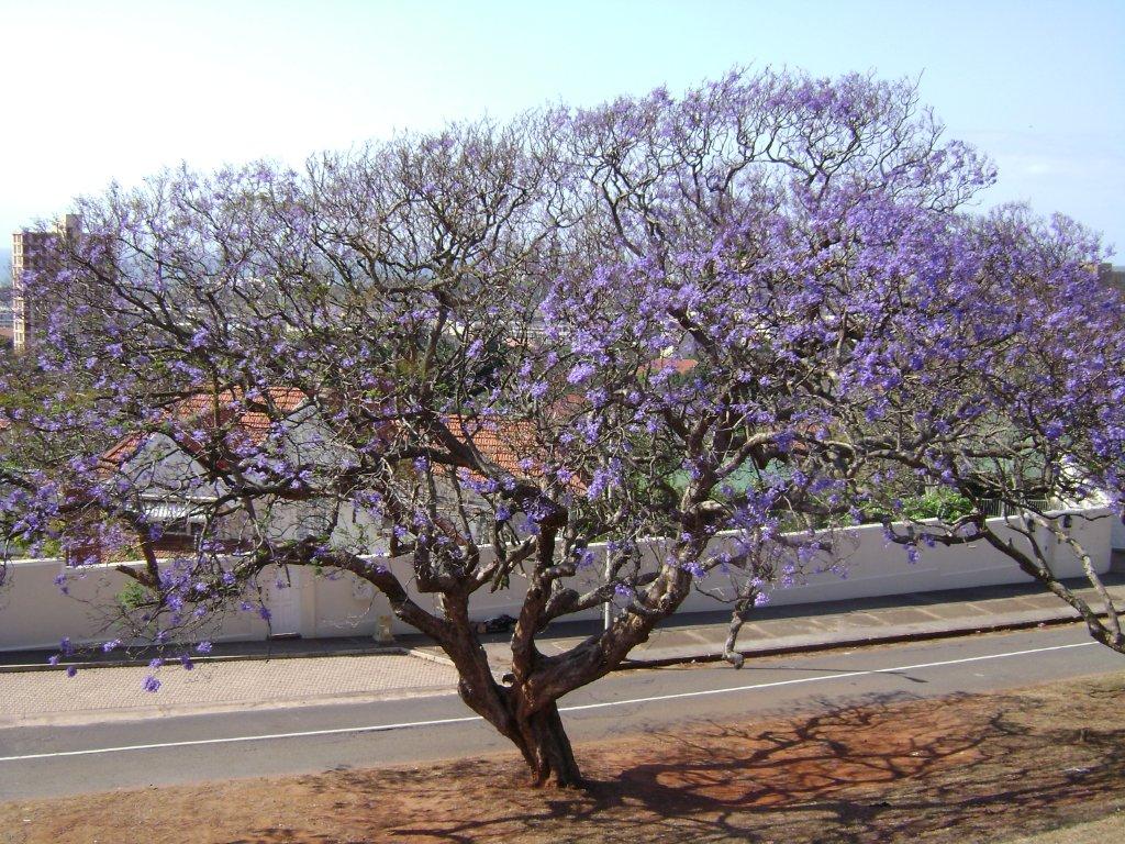 Durban Tree