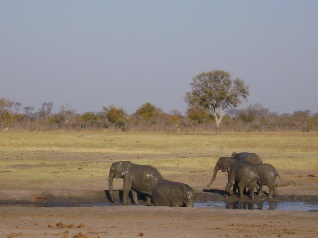 Hwange Elephants - Exiting the mud bath