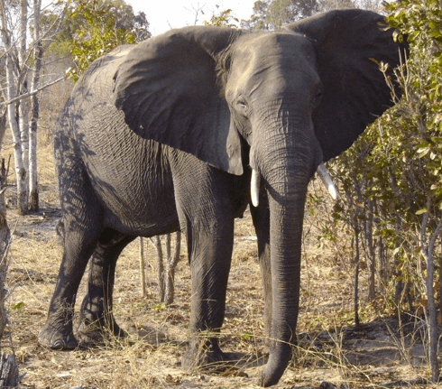 Hwange elephant