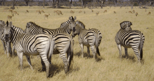 Hwange zebra