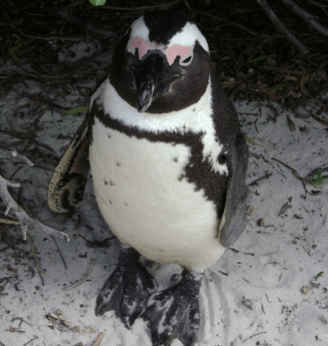 Cape Town - Jackass penguin