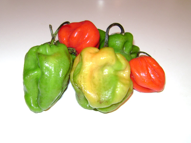 Scotch Bonnet, Maynefoto