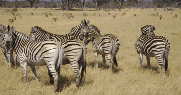 Hwange zebras