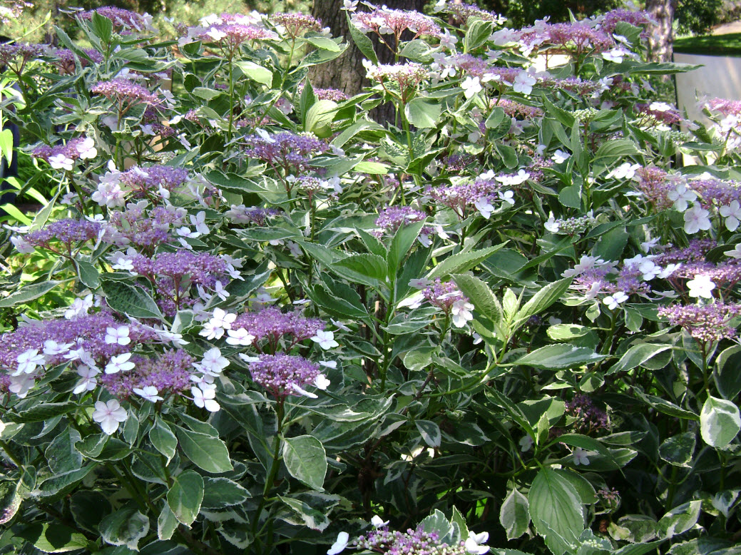 NYBG16