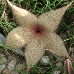 Open Carrion Plant