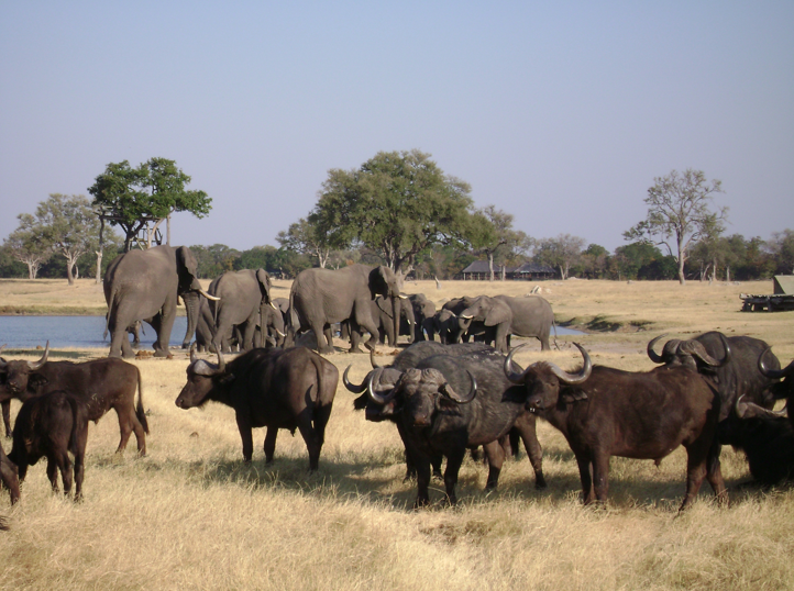 Elephants and Cape Buffalo