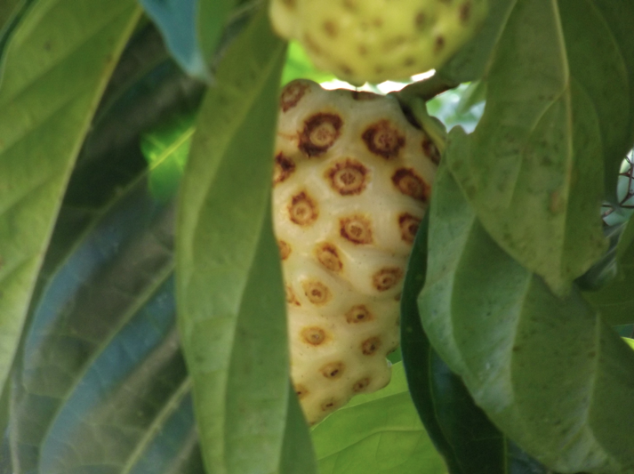 Noni