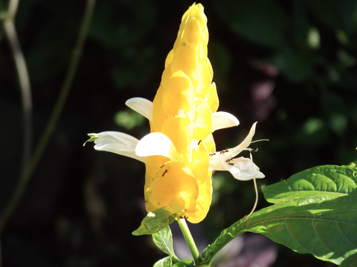 Penis Plant