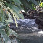 Part of the Roaring River in Westmoreland