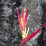 Bird of Paradise