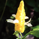 Shrimp Flower
