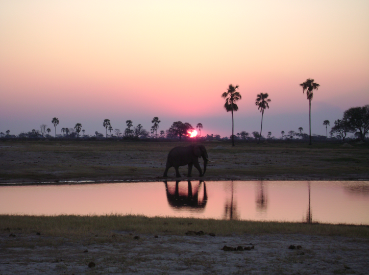 A lone bull elephant, Mbisa, Zimbabwe