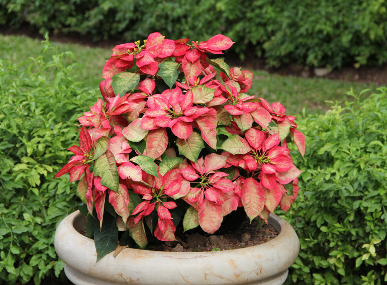 Poinsettia, maynefoto