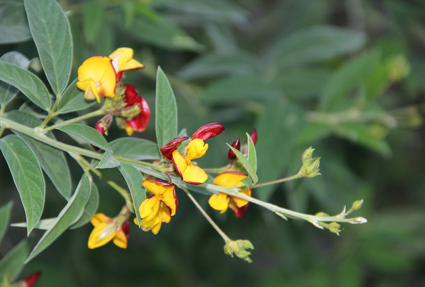Gungo Pea flower