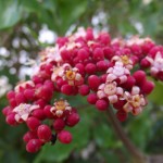 Holly, maynefoto