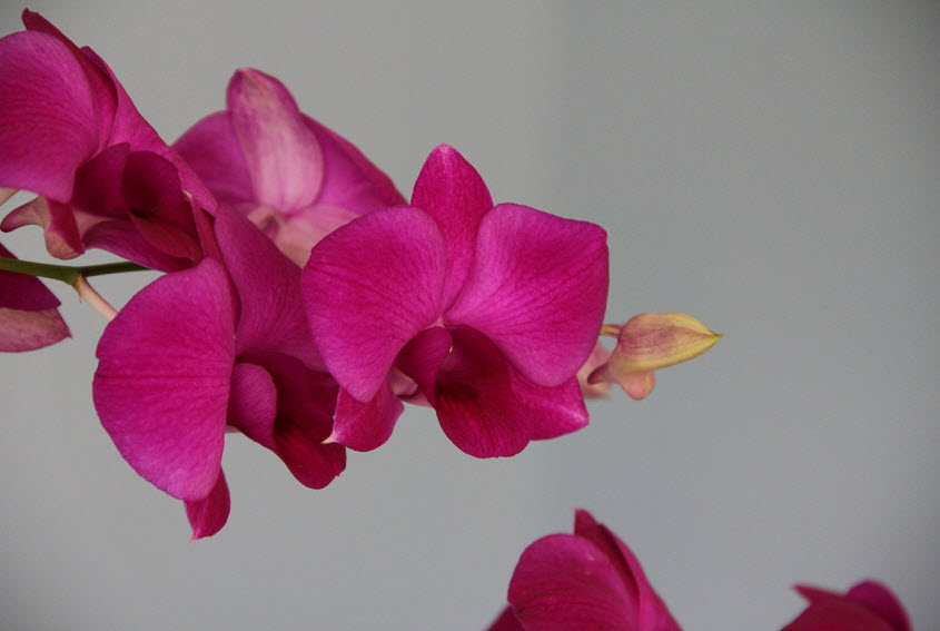 Jamaican Orchid