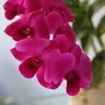 Jamaican Orchid
