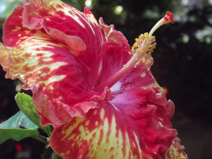 Red & Yellow Hibiscus