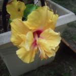 Yellow Hibiscus