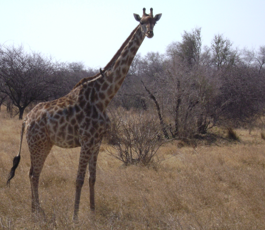 Hwange giraffe