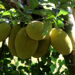 Jackfruit