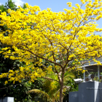The poui, a sign of spring