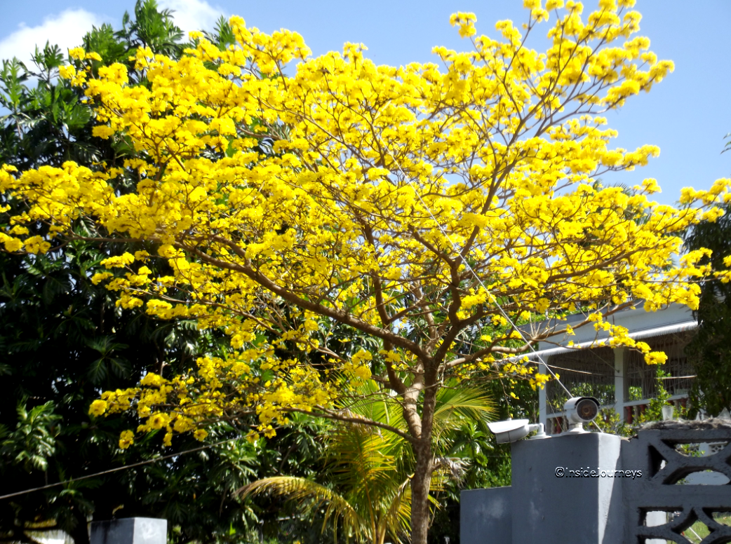 The poui, a sign of spring