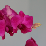Orchid