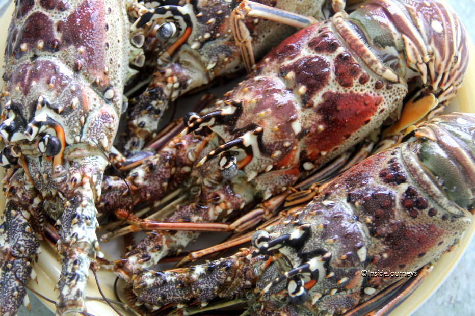 Jamaican spiny lobster