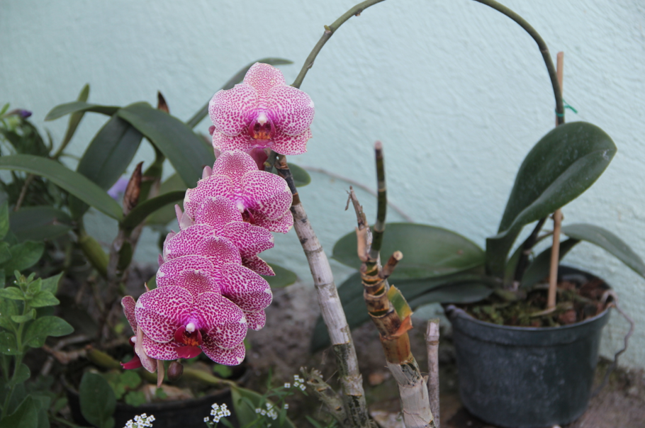 Orchid, Ahhh....Ras Natango Garden
