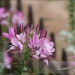 Lilac flower, Holywell
