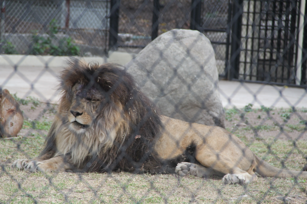 Lucas the lion settling in at Hope Zoo