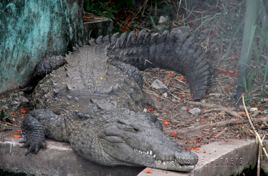 American Crocodile at Hope Zoo