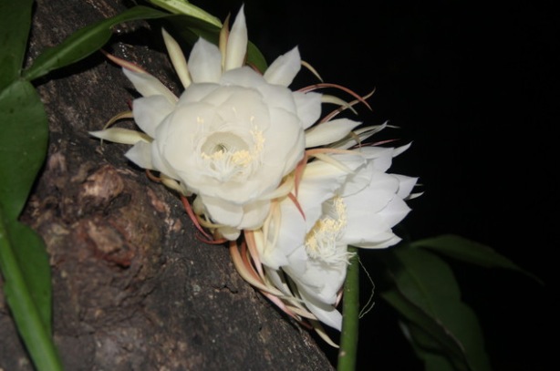 Night Blooming Cereus