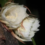 Two night blooming cereus