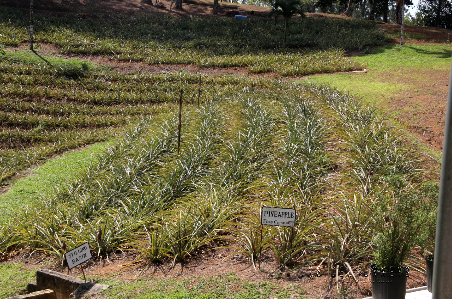 Rows of pineapples at Croydon Plantation