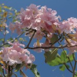 Pink Poui