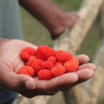 Wild raspberries
