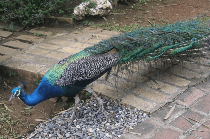 Peacock at Appleton