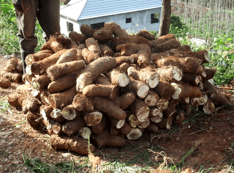 Yummy Yellow Yam