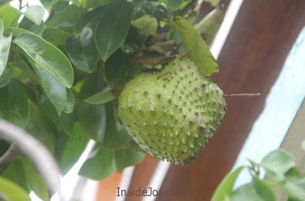 The Sweetness of Soursop